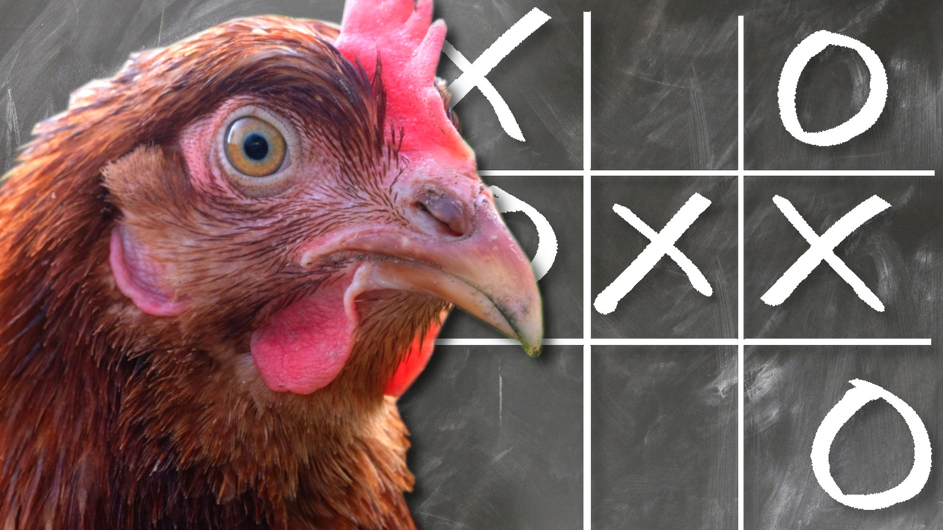 Collage als Symbolbild. Zu sehen ist der Kopf eines Huhns, welches wachsam und klug blickt. Im Hintergrund ist stilisiert eine Tafel zu sehen, auf welcher ein Tic-Tac-Toe-Spiel dargestellt ist. 
