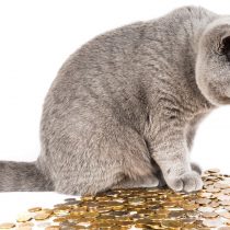 Eine graue Katze sitzt auf einem Haufen von Münzen. Interessiert blickt die Katze auf die Geldmünzen unter sich.