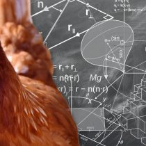 Collage als Symbolbild. Zu sehen ist eine Nahaufnahme eines Huhns, welches schlau und herausfordernd blickt. Im Hintergrund ist eine stilisierte Tafel zu sehen, auf welche zahlreiche, mathematischer Berechnungen dargestellt sind.