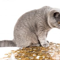 Eine graue Katze sitzt auf einem Haufen von Münzen. Interessiert blickt die Karte auf die Geldmünzen unter sich.